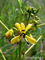 Wild Senna (thumbnail)