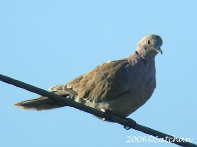 Eurasian Collared Dove 03