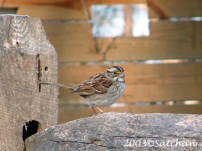 White-throated Sparrow 001