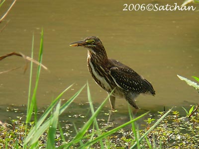 Green Heron 03 imm