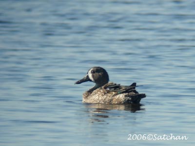 Blue-winged Teal 04