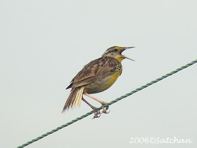 Eastern Meadowlark 04