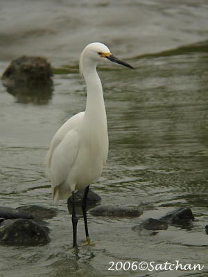 Snowy Egret 04