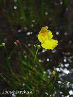 Fibrous Bladderwort (thumbnail)