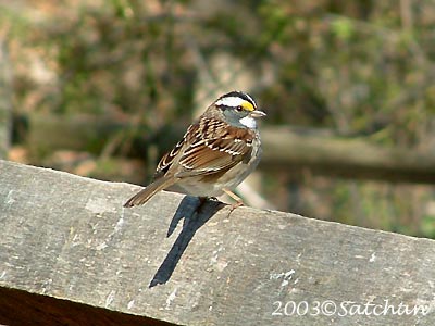 White-throated Sparrow 002