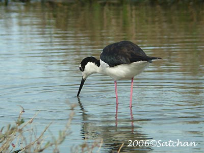 Black-necked Stilt 06