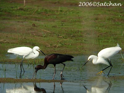 Snowy Egret 03