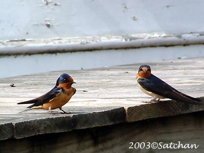 Barn Swallow 001