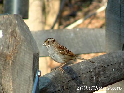 White-throated Sparrow 003