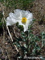 White Prickly Poppy (thumbnail)