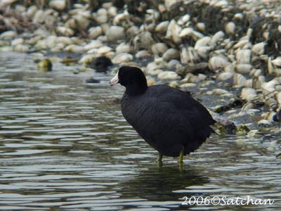 American Coot 06