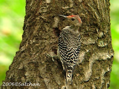 Red-bellied Woodpecker imm