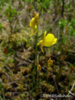 Horned Bladderwort (thumbnail)