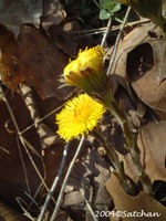 Coltsfoot (thumbnail)