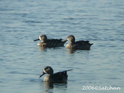Blue-winged Teal 05