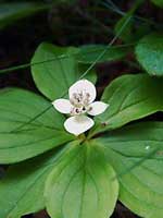 Bunchberry (thumbnail)
