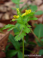 Yellow Corydalis (thumbnail)