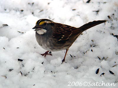 White-throated Sparrow 01