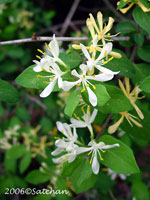 Japanese Honeysuckle (thumbnail)