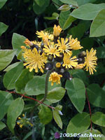 Field Hawkweed (thumbnail)