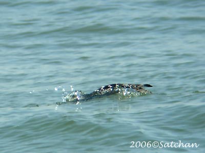 Common Loon 06