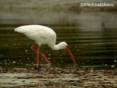 White Ibis 04