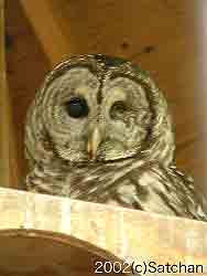Barred Owl