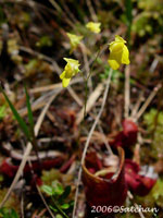Zig-zag Bladderwort (thumbnail)