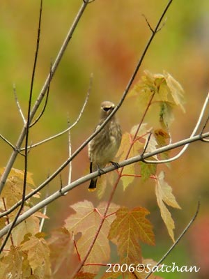 Cedar Waxwing 002