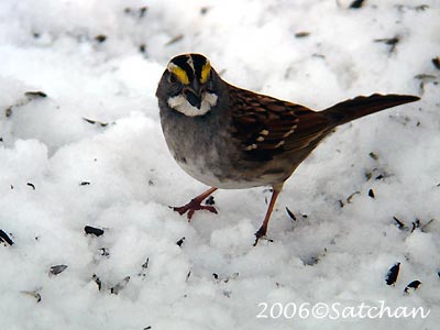 White-throated Sparrow 02