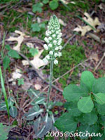 Downy Rattlesnake Plantain