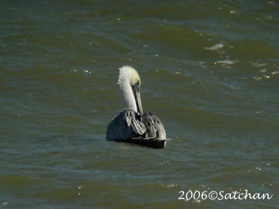 Brown Pelican 006