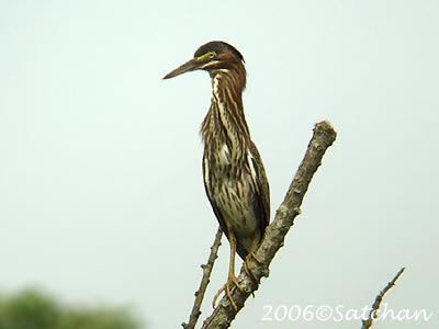 Green Heron 05 imm