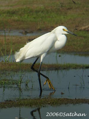 Snowy Egret 01