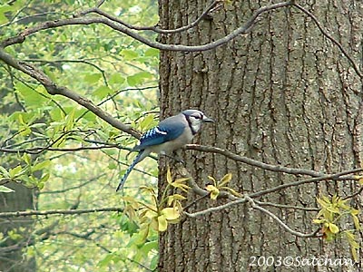 Blue Jay 03