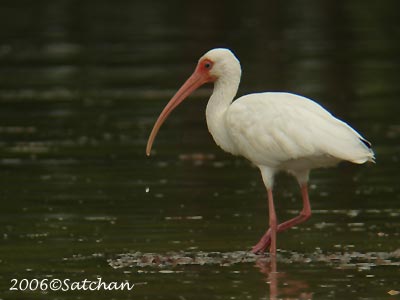 White Ibis 05