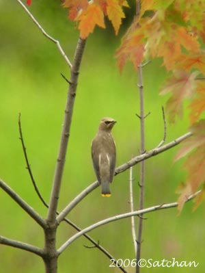 Cedar Waxwing 003