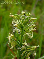 Ragged Fringed Orchid
