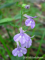 Downy Lobelia (thumbnail)