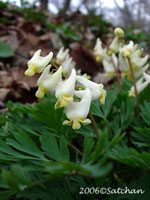 Dutchmans Breeches (thumbnail)