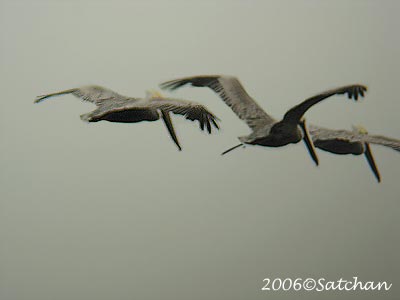 Brown Pelican 007