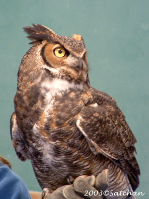 Great Horned Owl 02