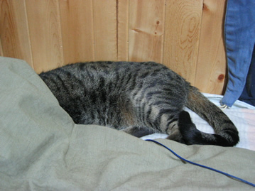 こまの寝相　その2