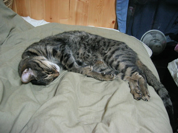 こまの寝相　ぞの3