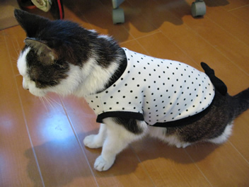 水玉うめちゃん1