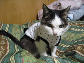 水玉うめちゃん2