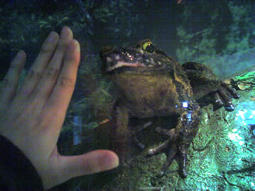 ゴライアスガエル