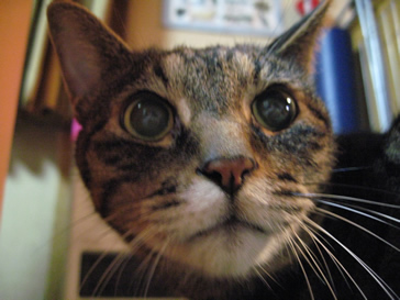 こまのドアップ