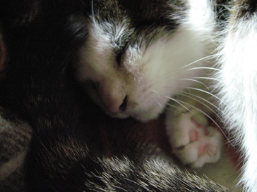 お休みうめちゃん