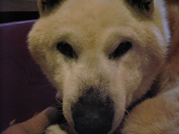 ゆうたのドアップ